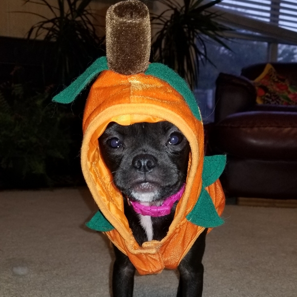 Meet your Posher, Anna - Picture 3 of 7